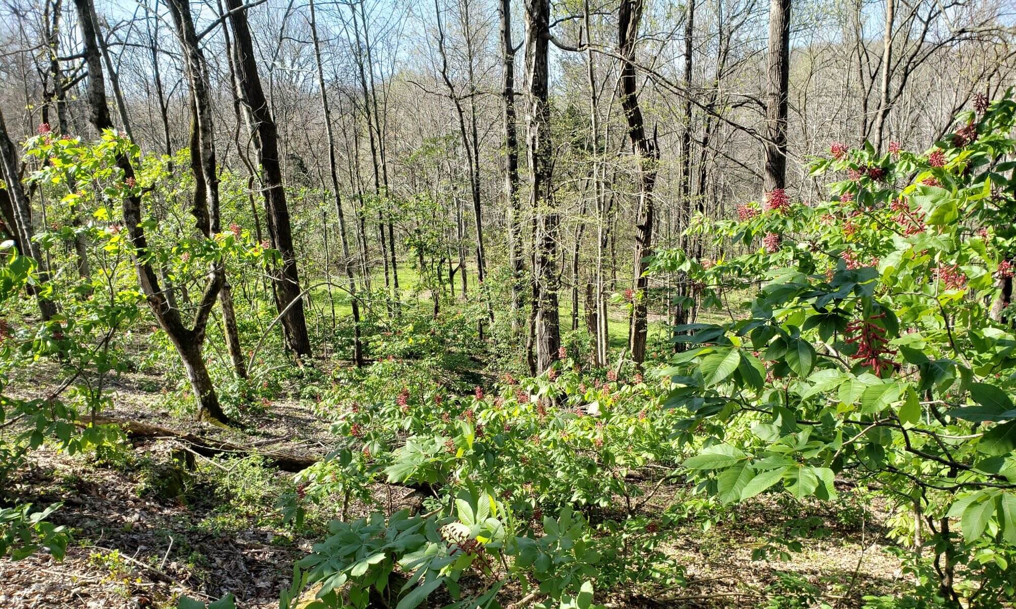 Second Intention Farm - Red Buckeyes on the Ridge