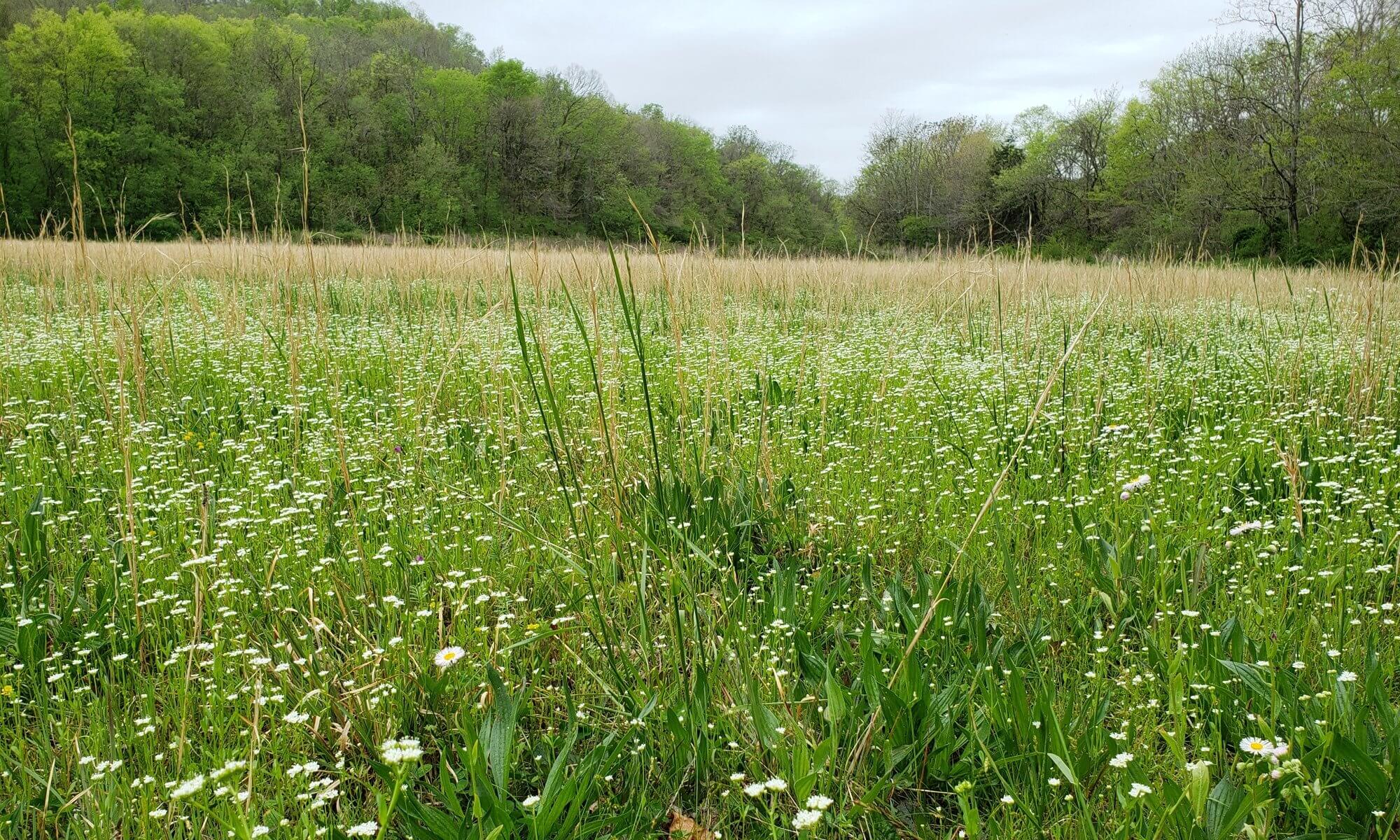 Second Intention Farm -- The Back Field's Wildflower Meadow