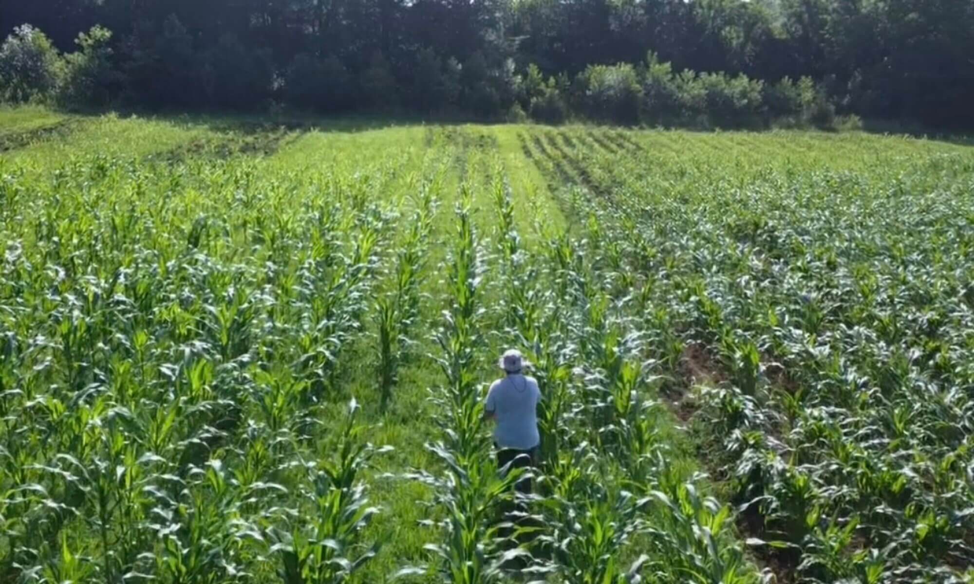 Second Intention Farm - Checking the Jimmy Red Corn