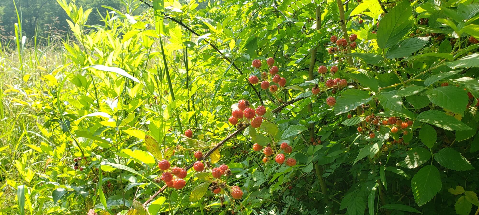 Wild Blackberries ripening at the edge of the front lot